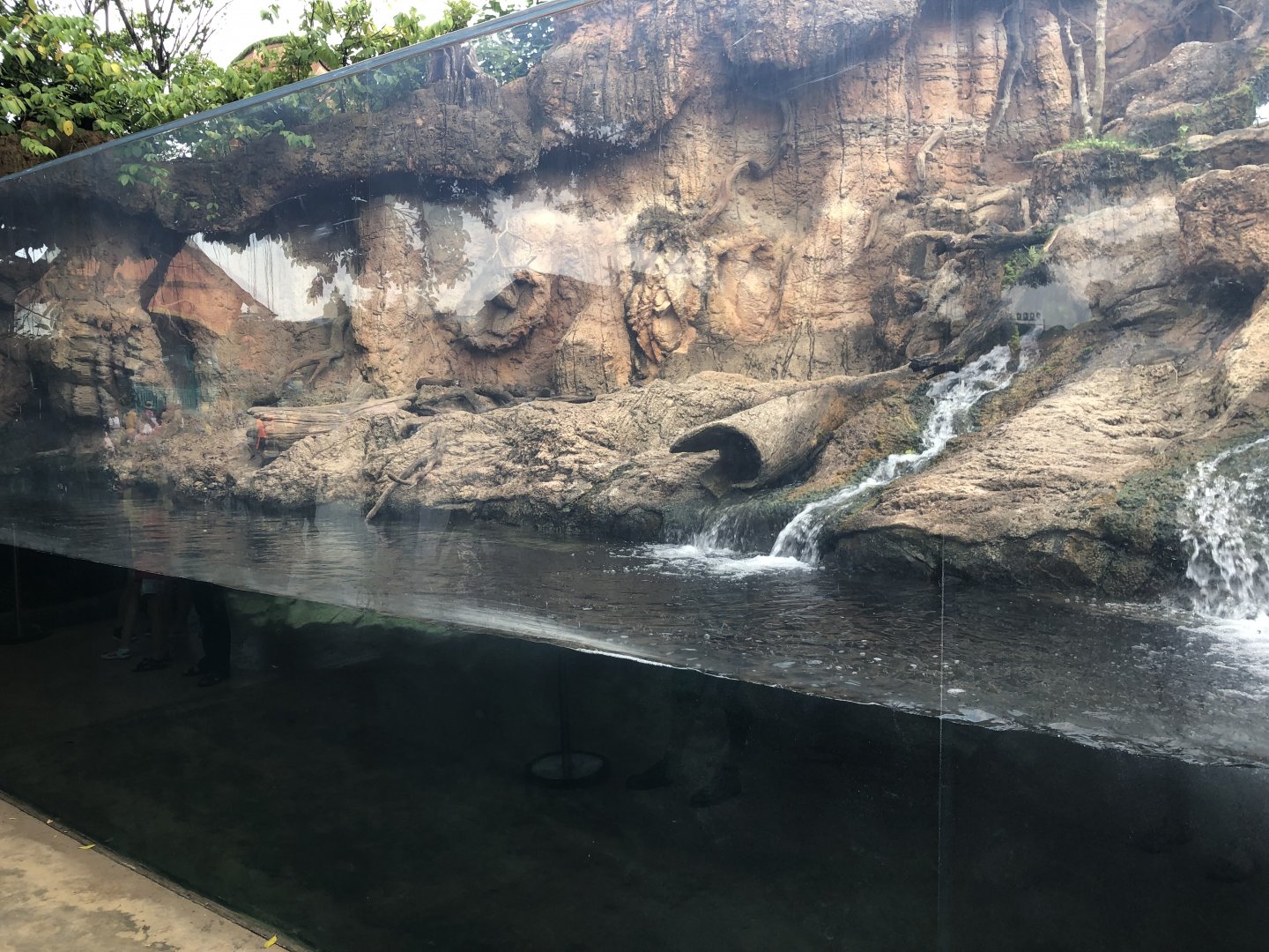 Asian Small Clawed Otter