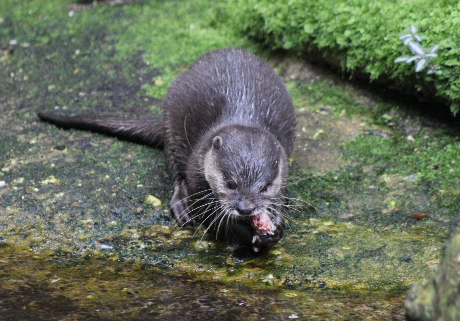 Asian small-clawed otter
