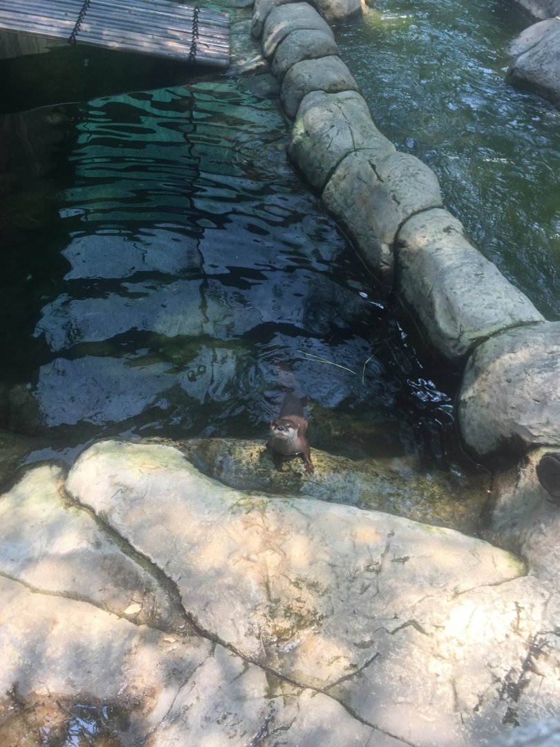 Asian Small Clawed Otter