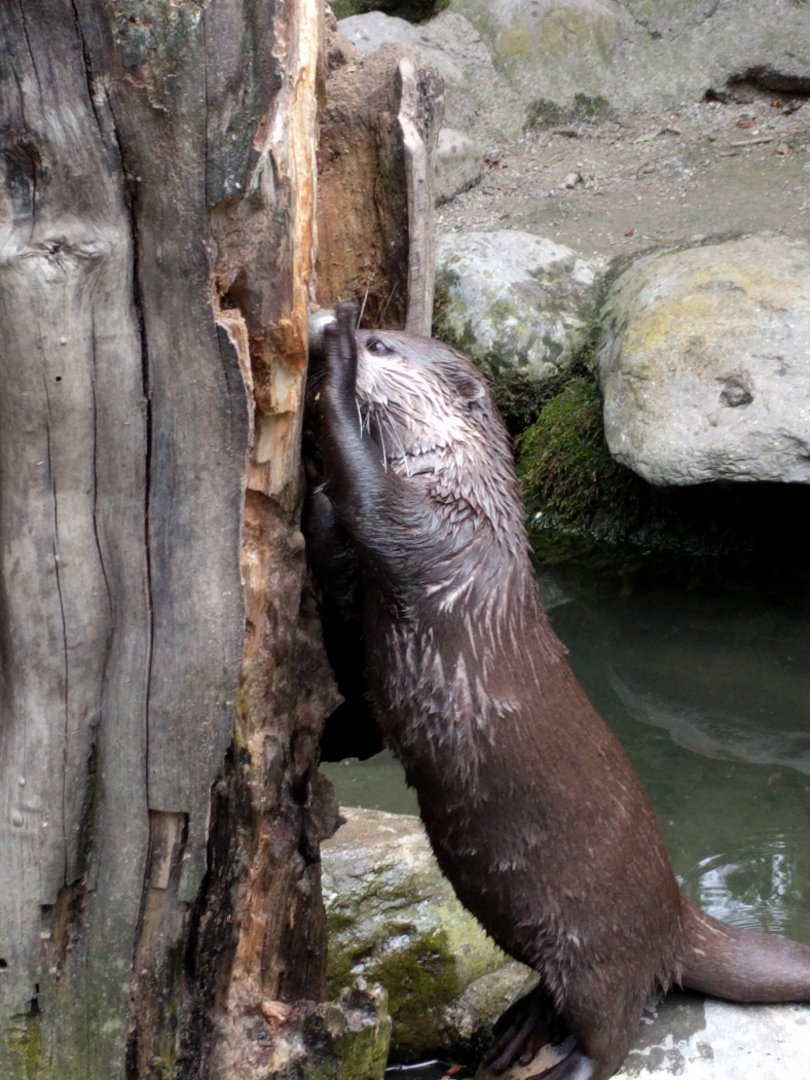 Asian small clawed otter