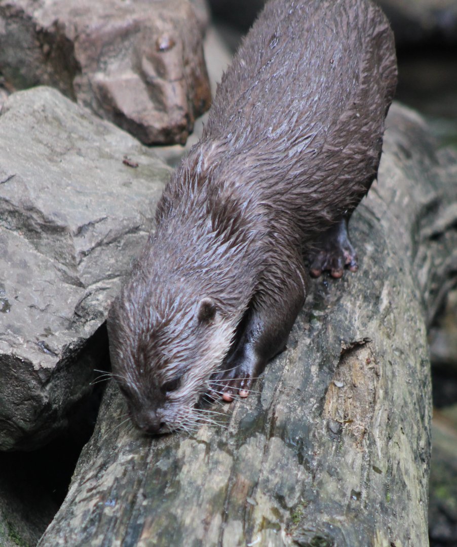 Asian small-clawed otter