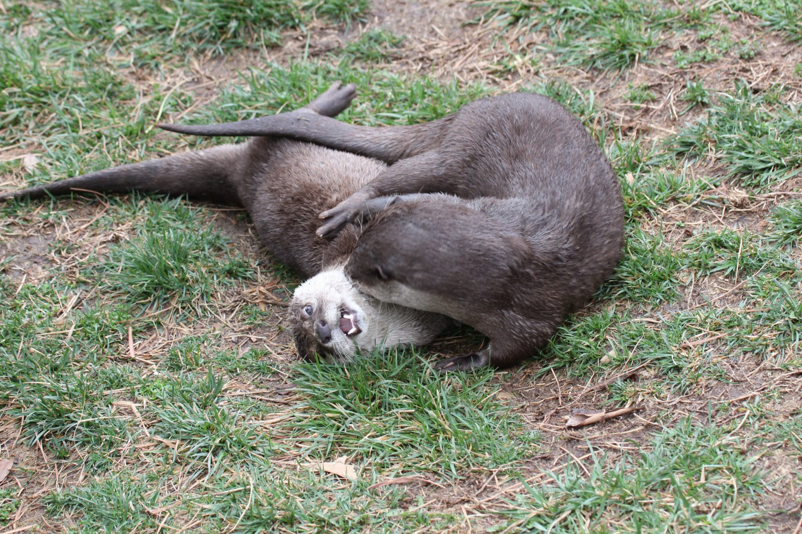 Asian Small-clawed Otter
