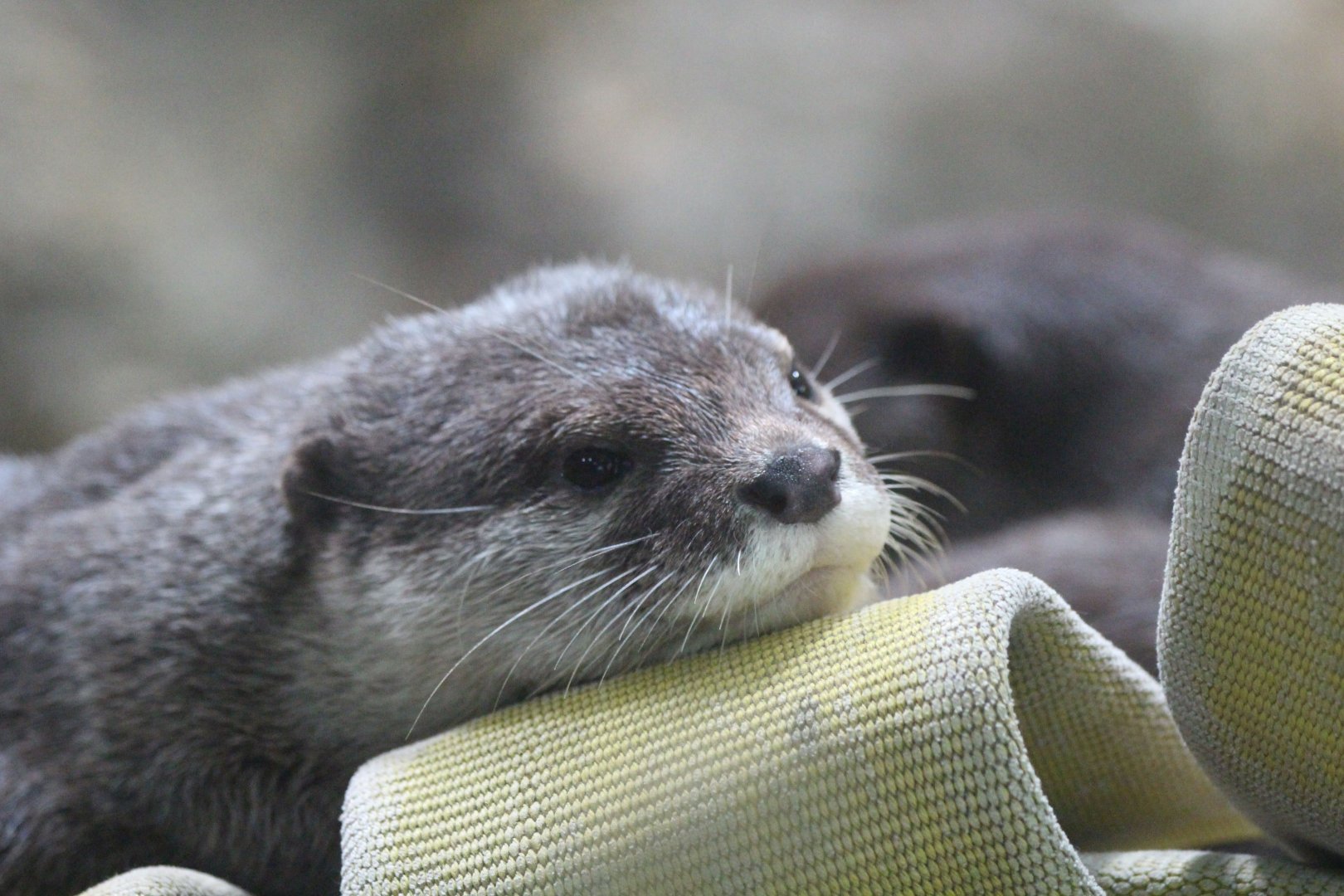 Asian Small-clawed Otter