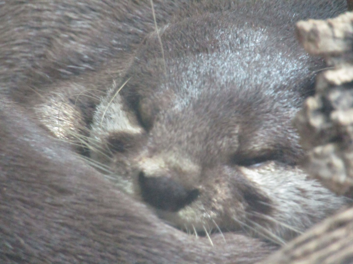 Asian Small Clawed Otter