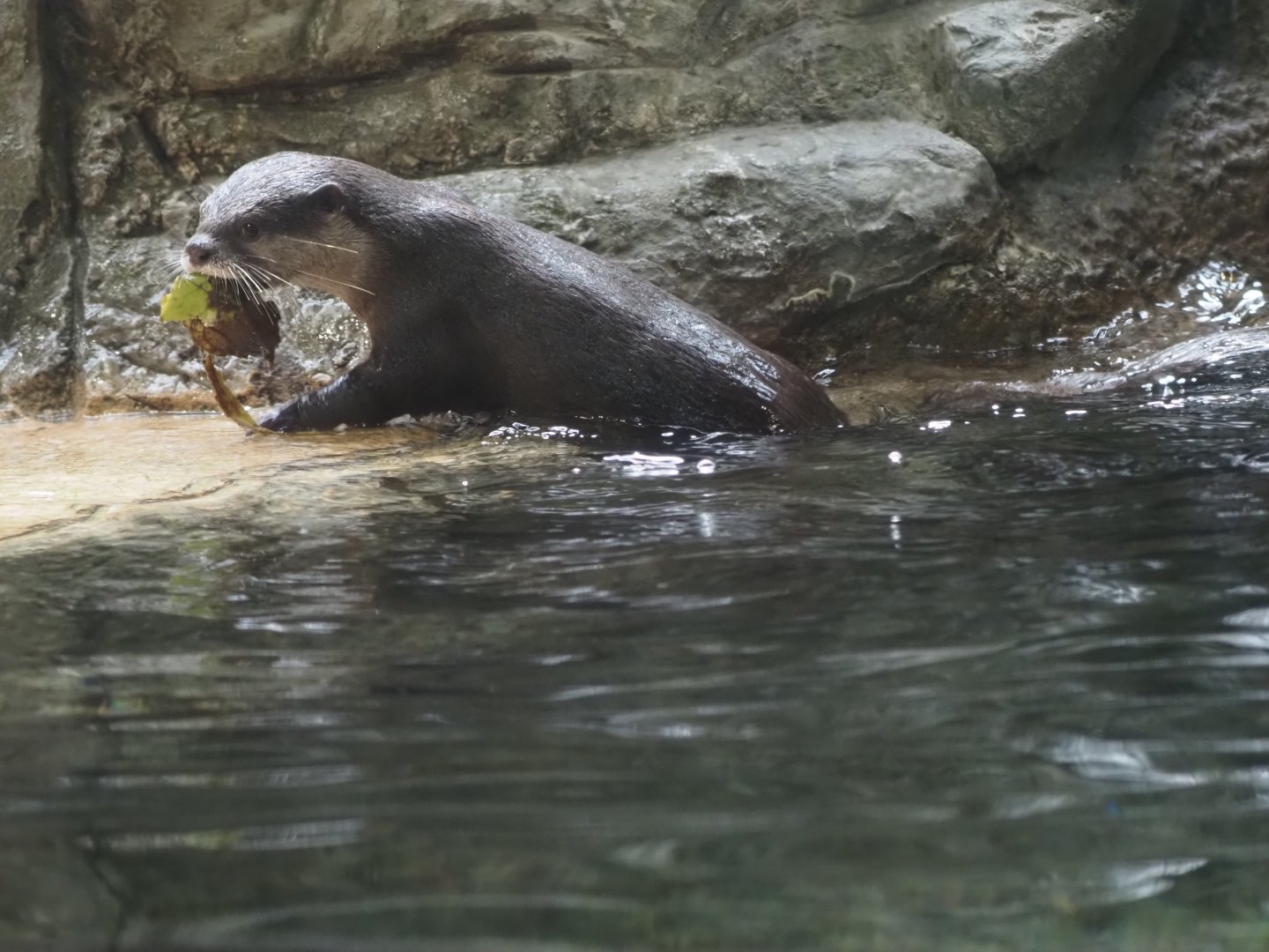 Asian small-clawed otter