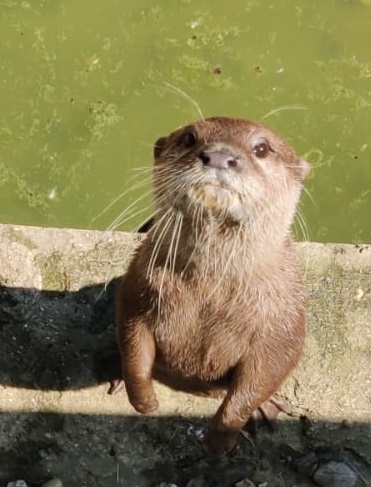 Asian small clawed otter
