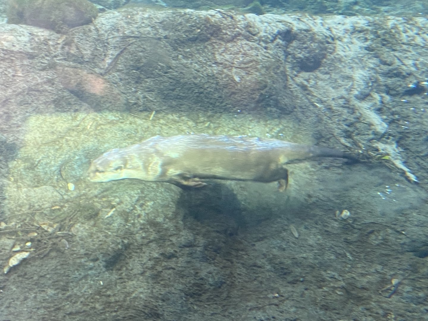 Asian-Small Clawed Otter