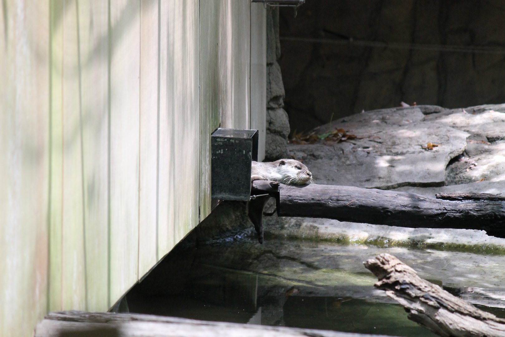 Asian Small-clawed Otter