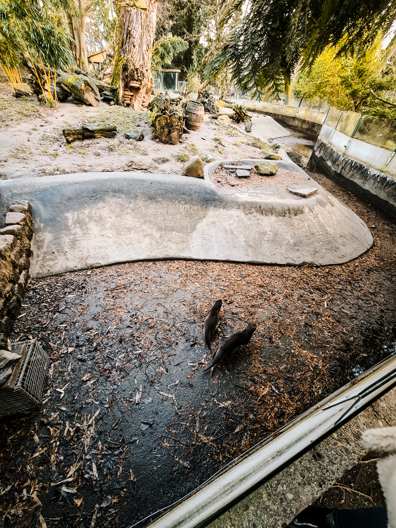 Asian Small-Clawed Otter