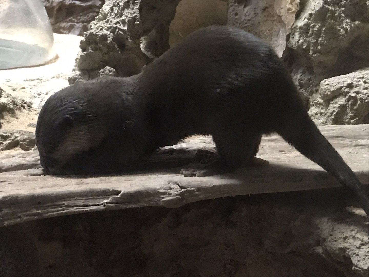 Asian Small-clawed Otter