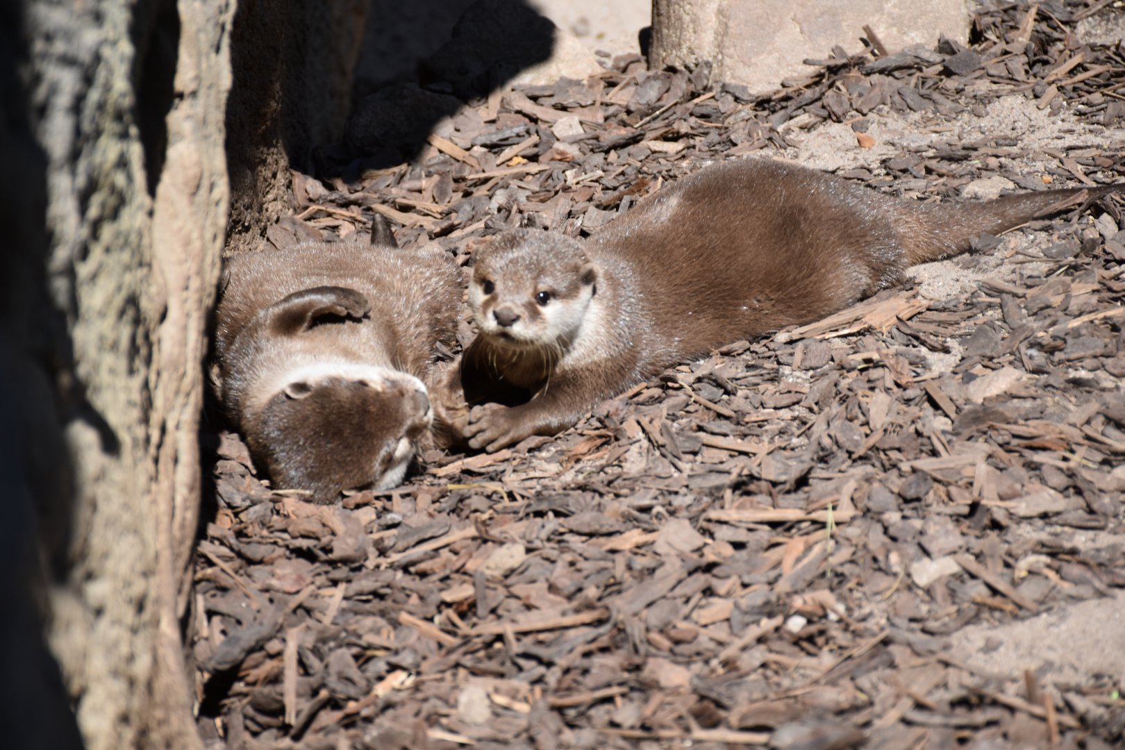 Asian small-clawed otter