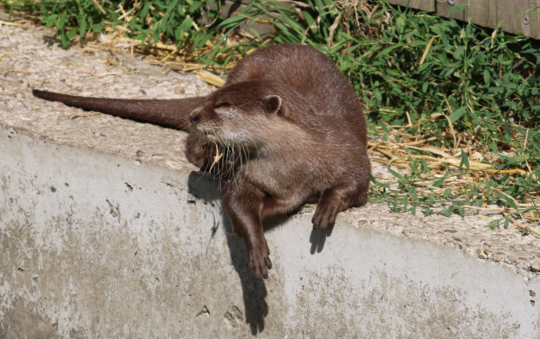 Asian small-clawed otter