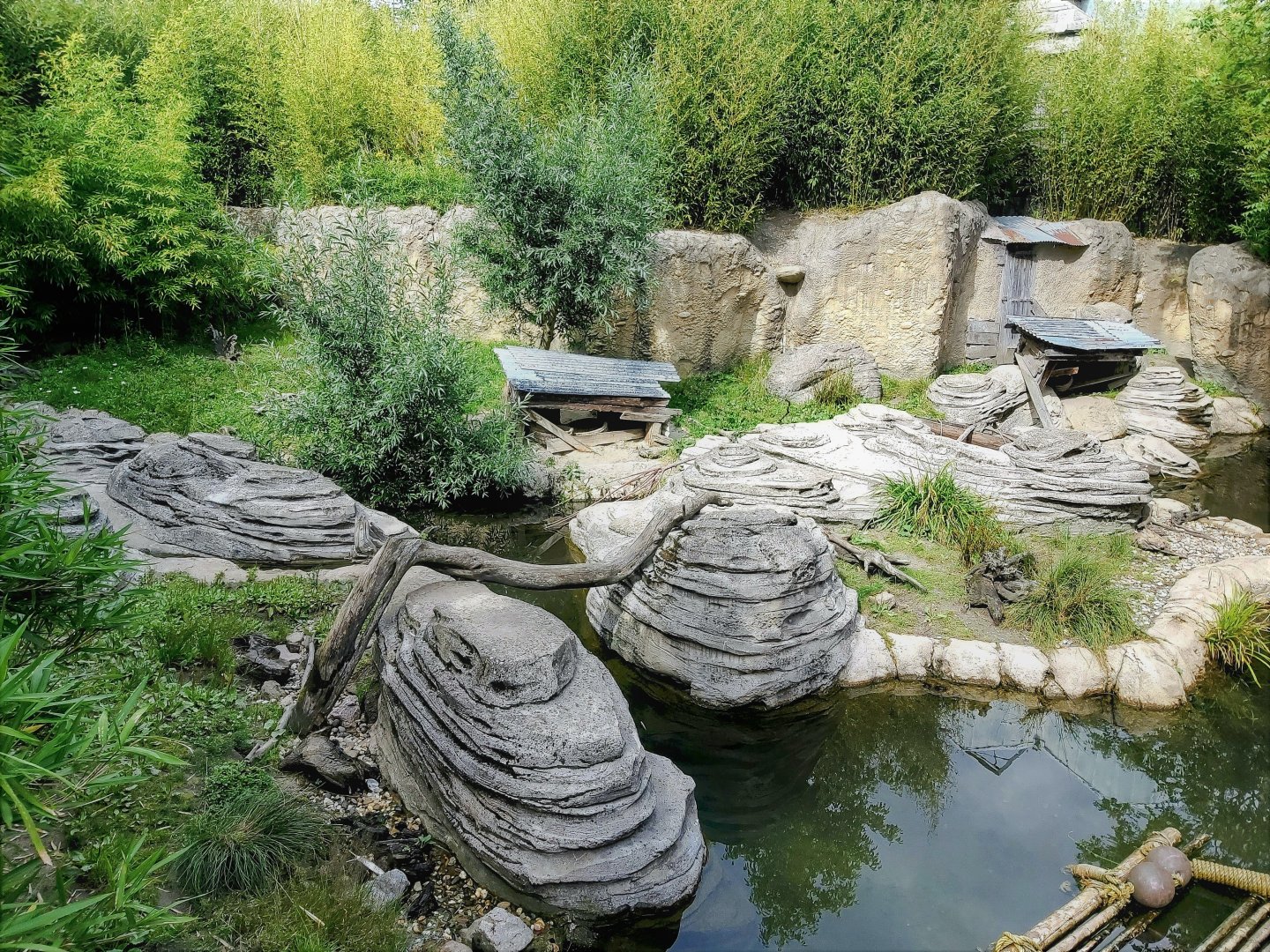 Asian small-clawed otter