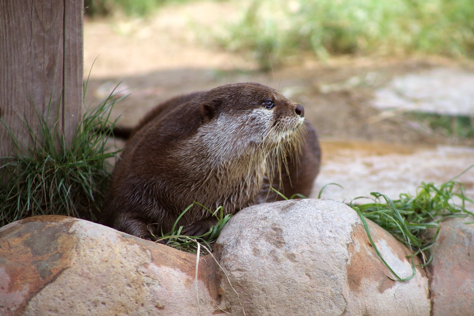 Asian Small-clawed Otter