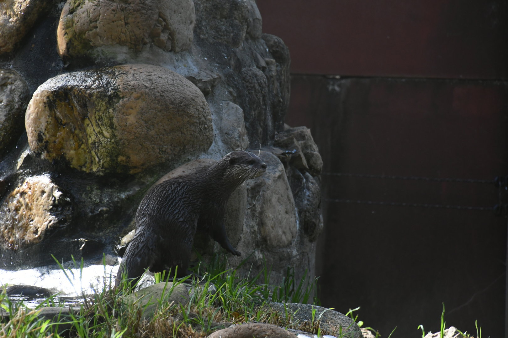 Asian Small-clawed Otter