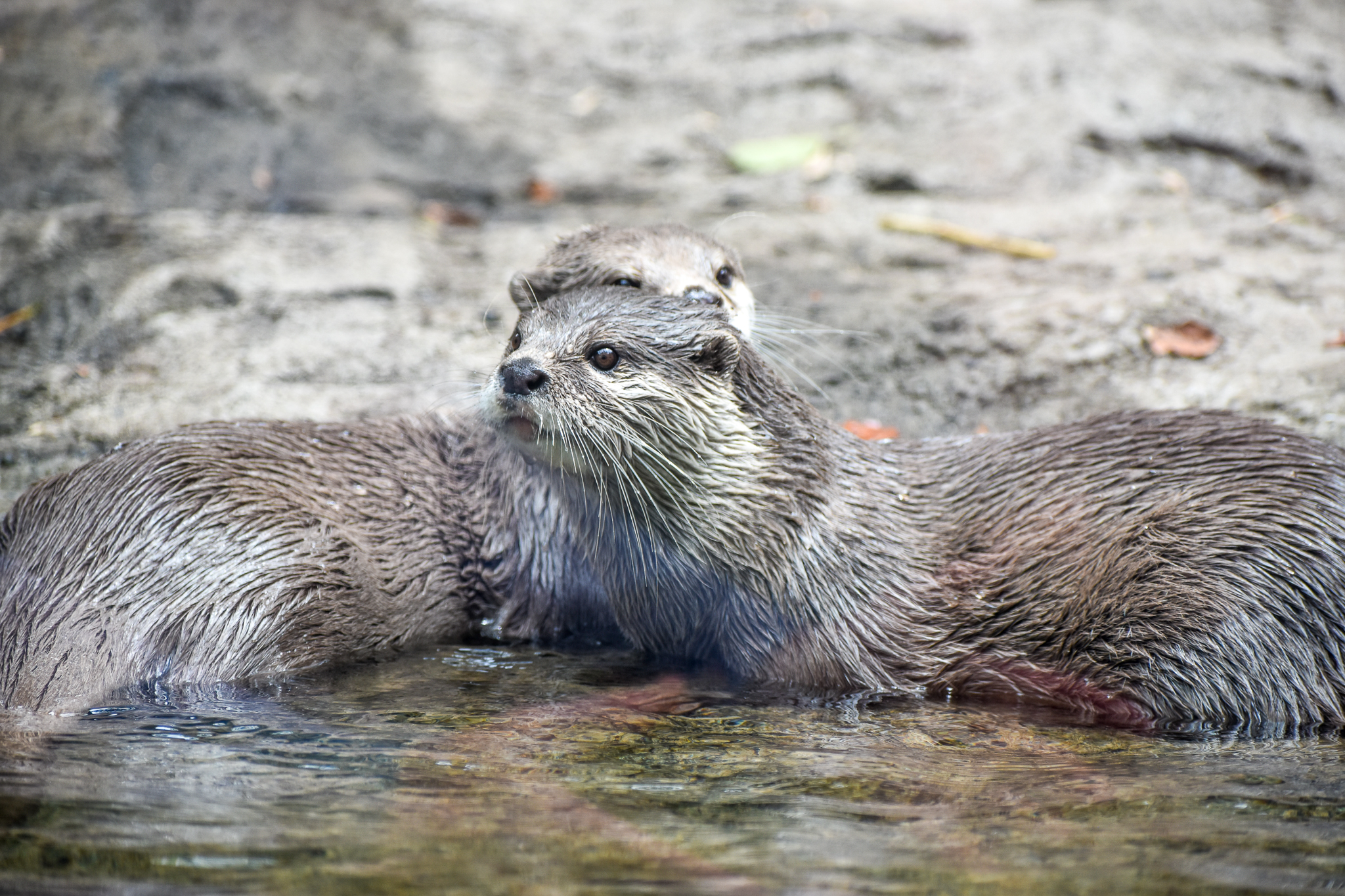 Asian Small-clawed Otter