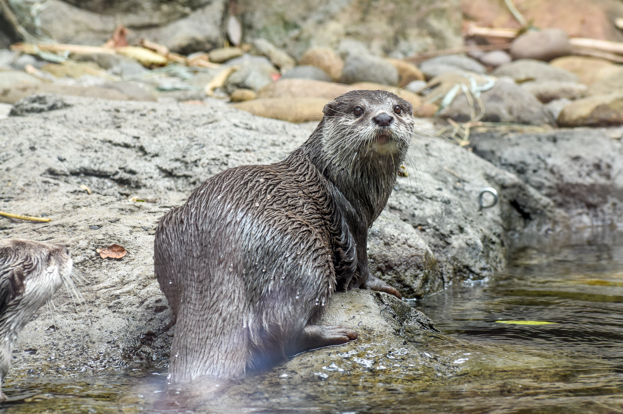 Asian Small-clawed Otter