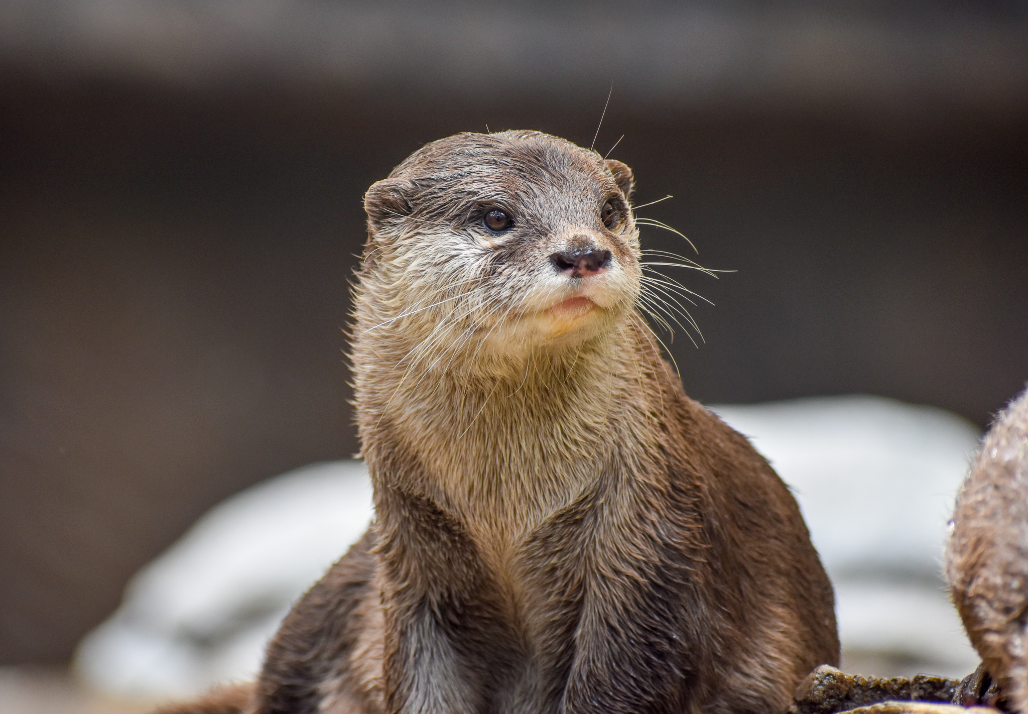 Asian Small-clawed Otter