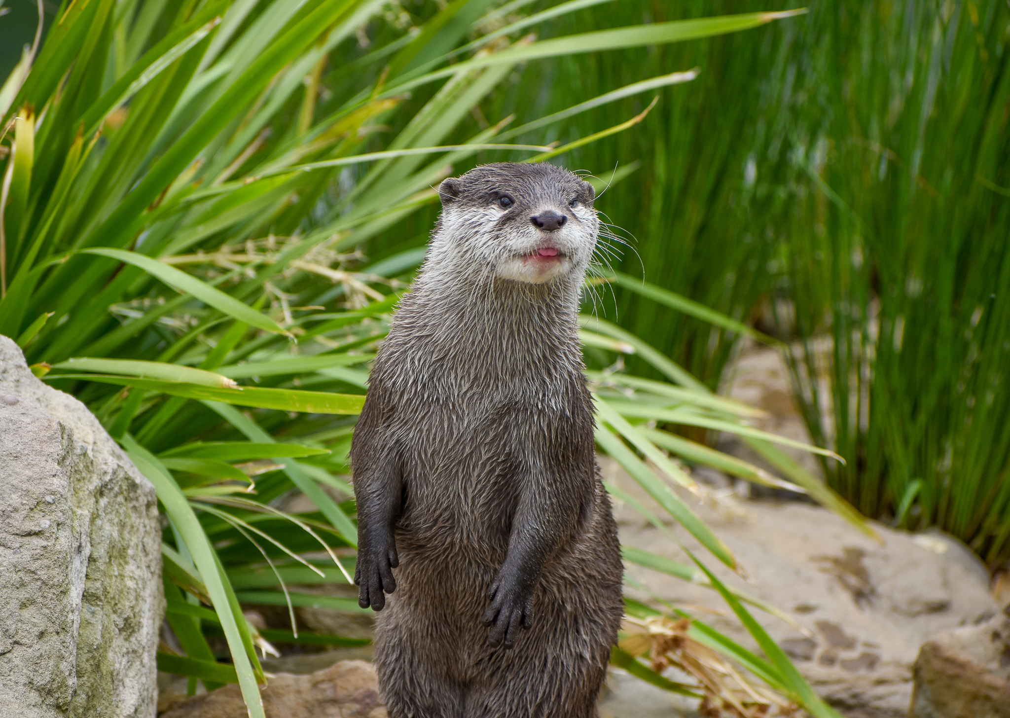 Asian Small-clawed Otter