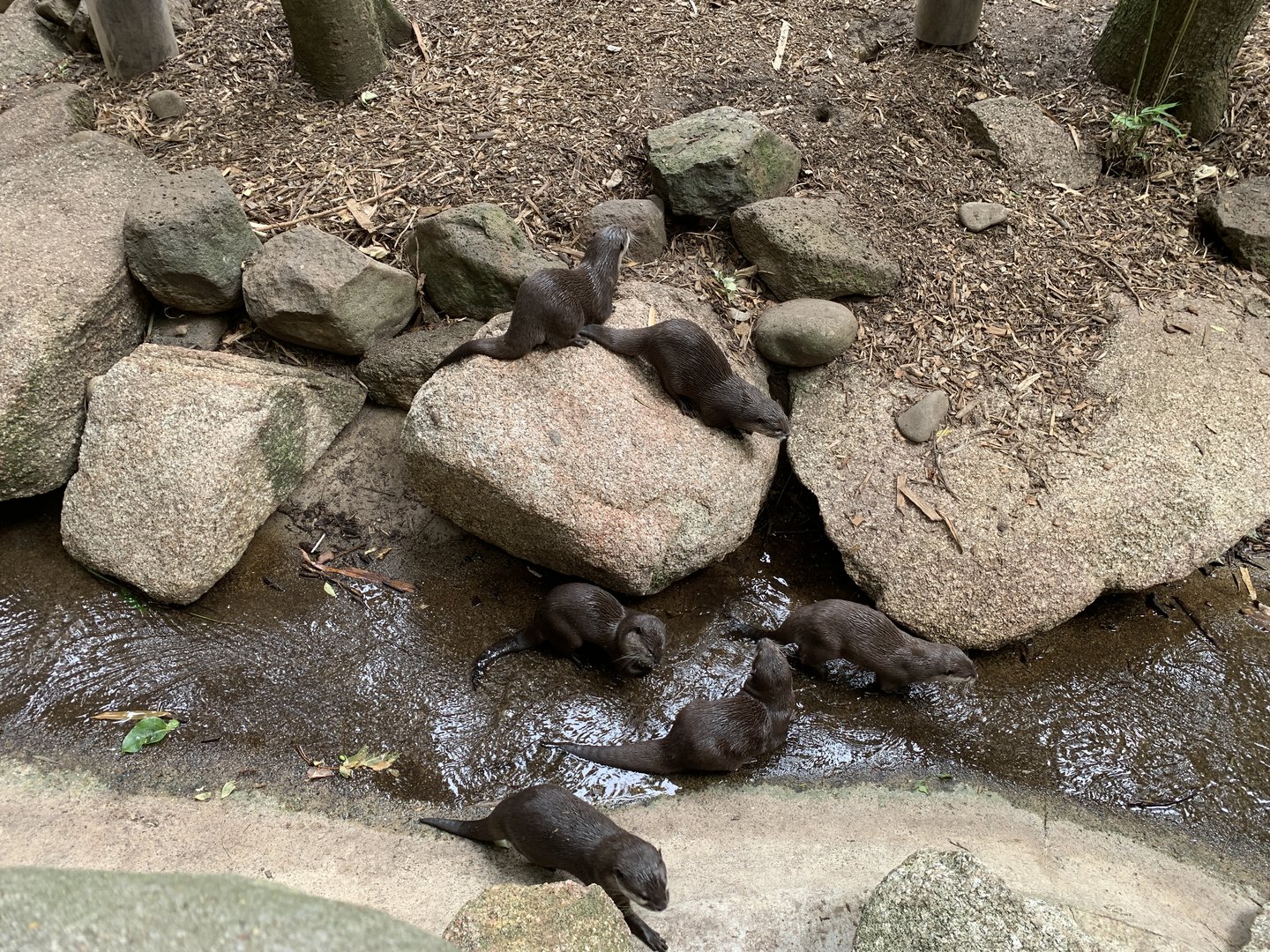 Asian Small-clawed Otter