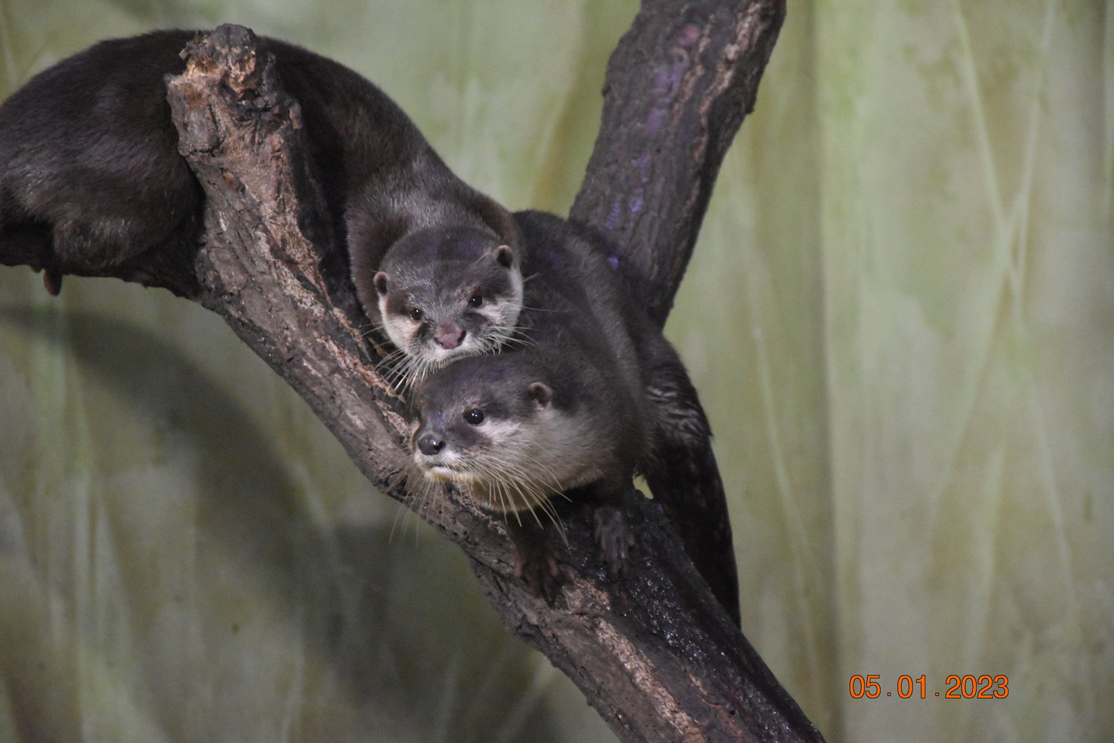 Asian small-clawed otter