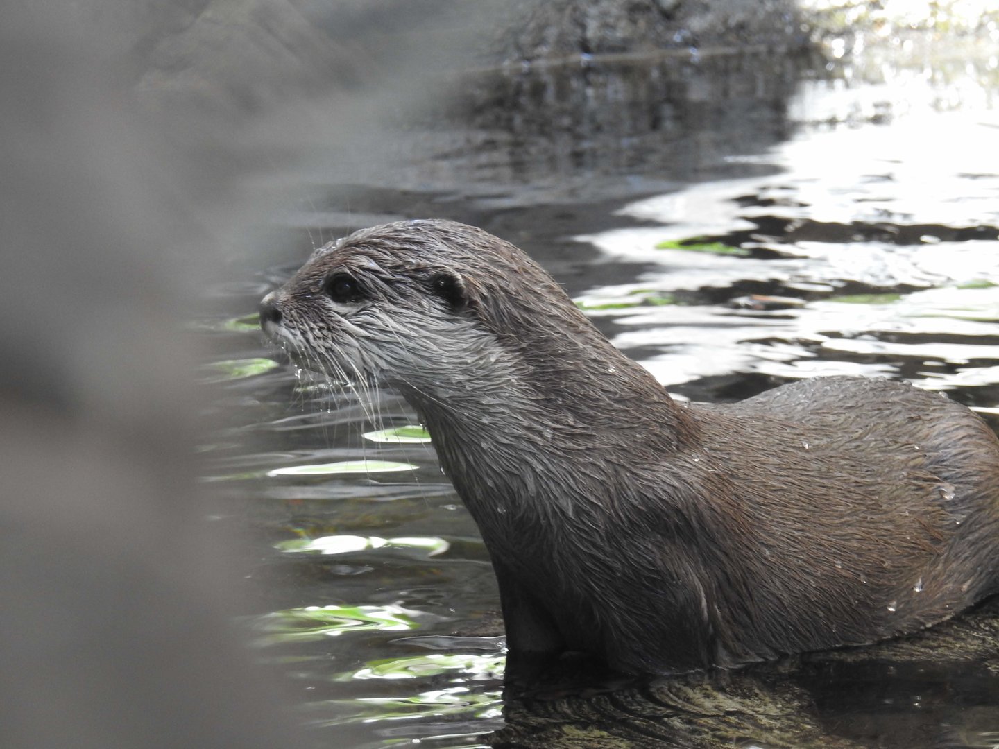 Asian Small-Clawed Otter