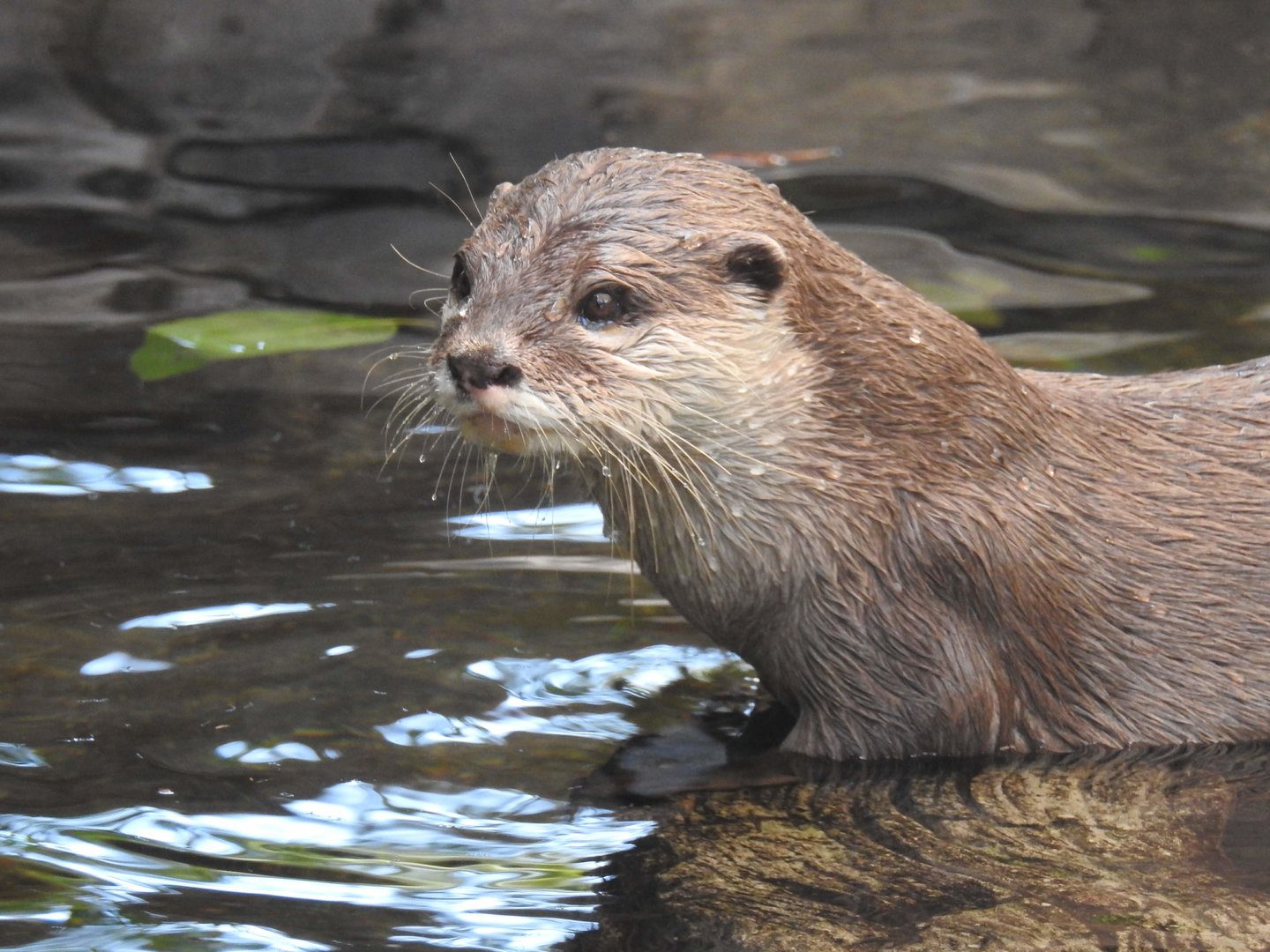 Asian Small-Clawed Otter