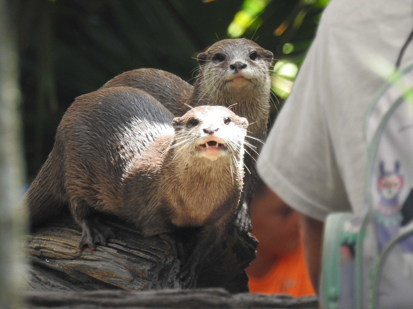 Asian Small-Clawed Otter