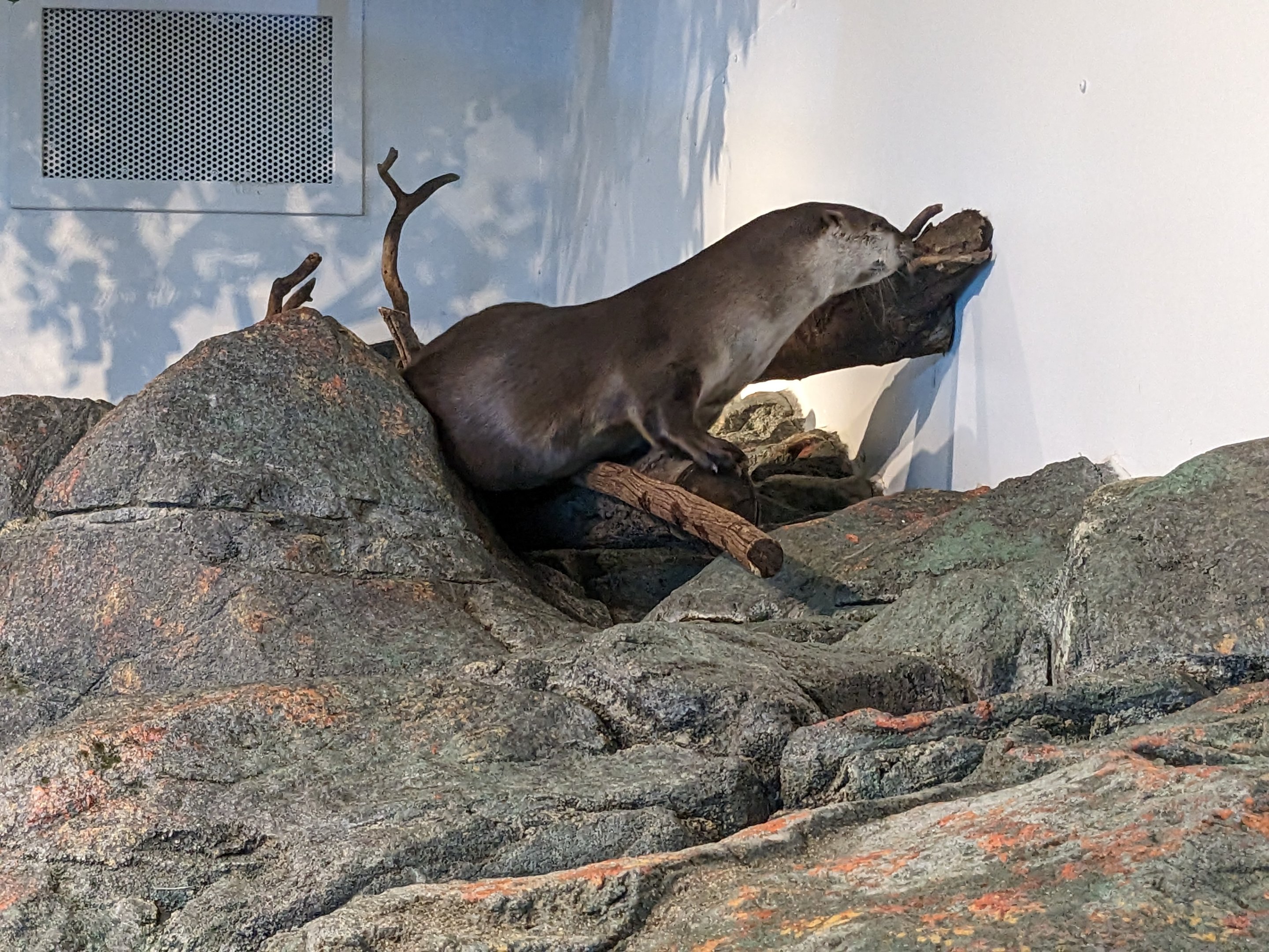 Asian small clawed otter