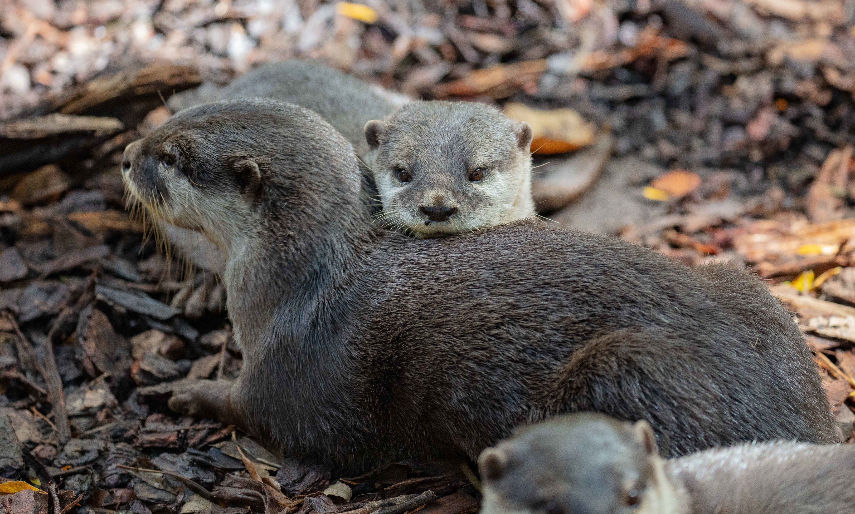 Asian Small-clawed Otter