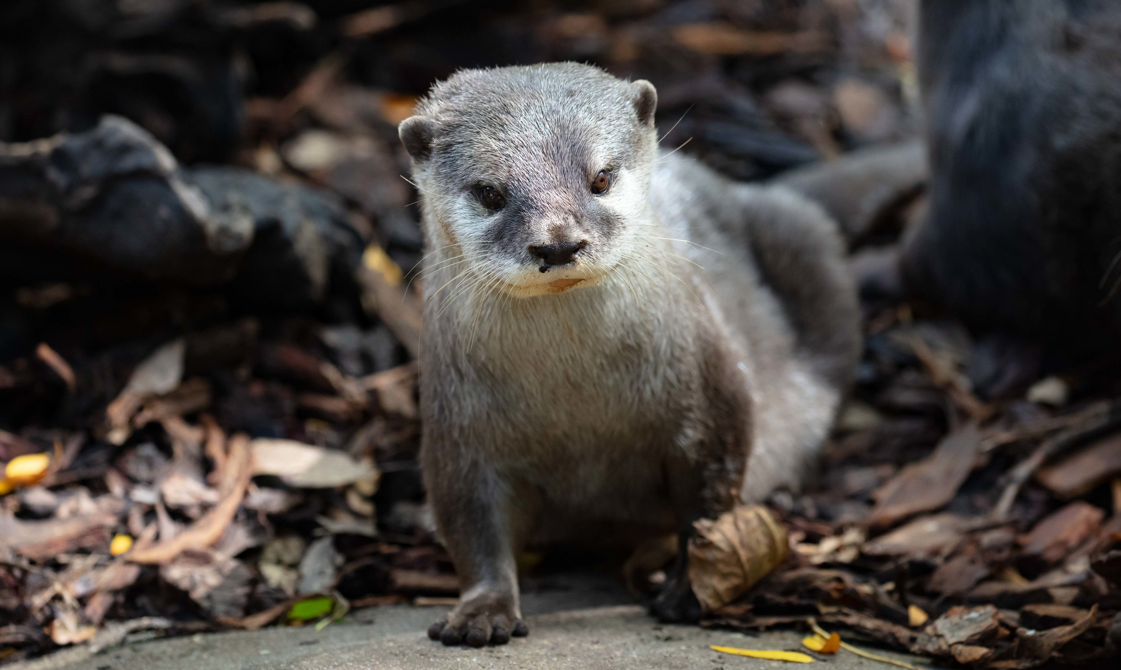 Asian Small-clawed Otter