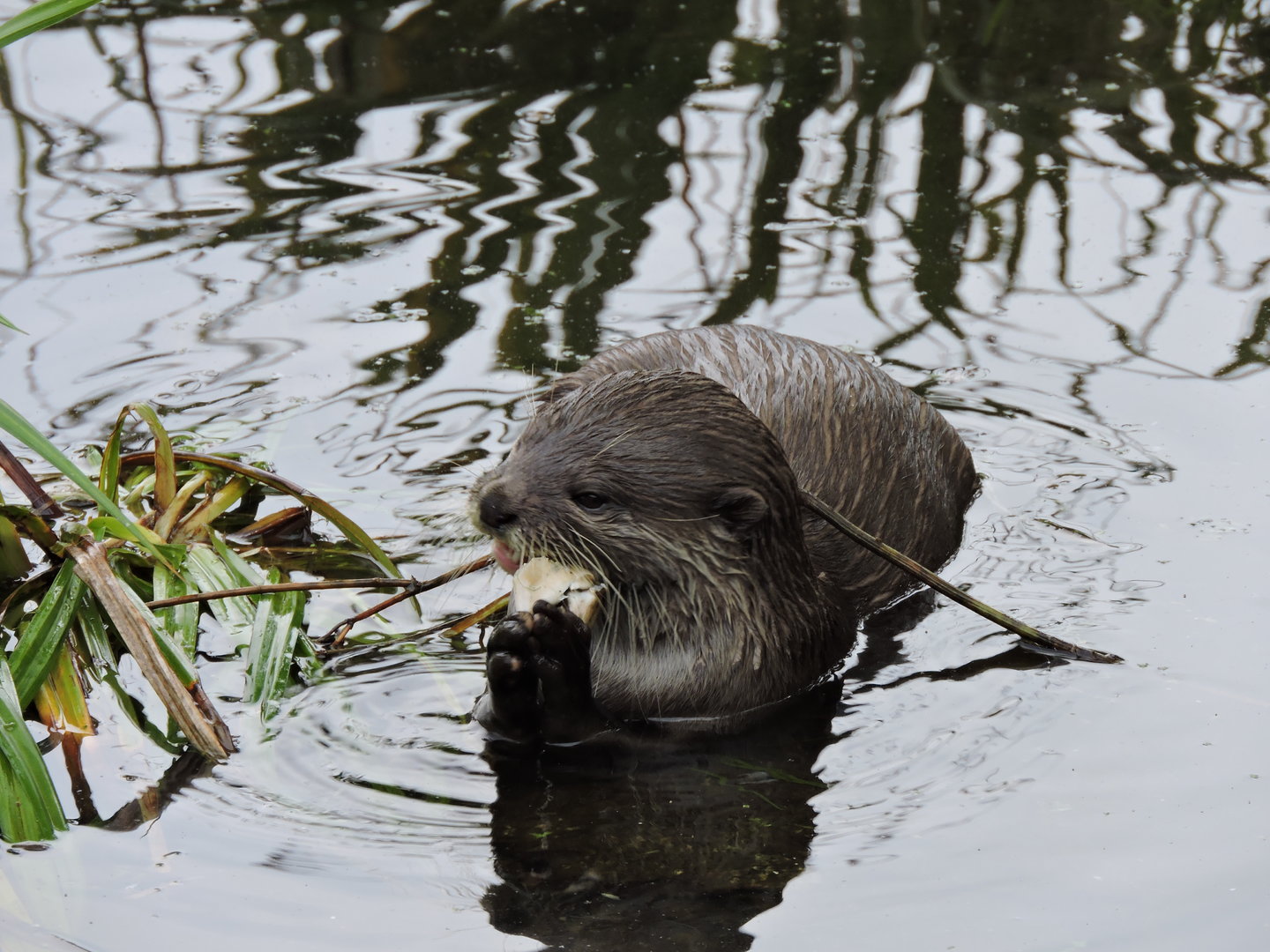 Asian Small Clawed Otter