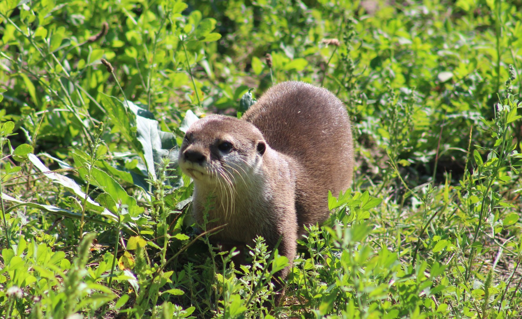Asian small-clawed otter