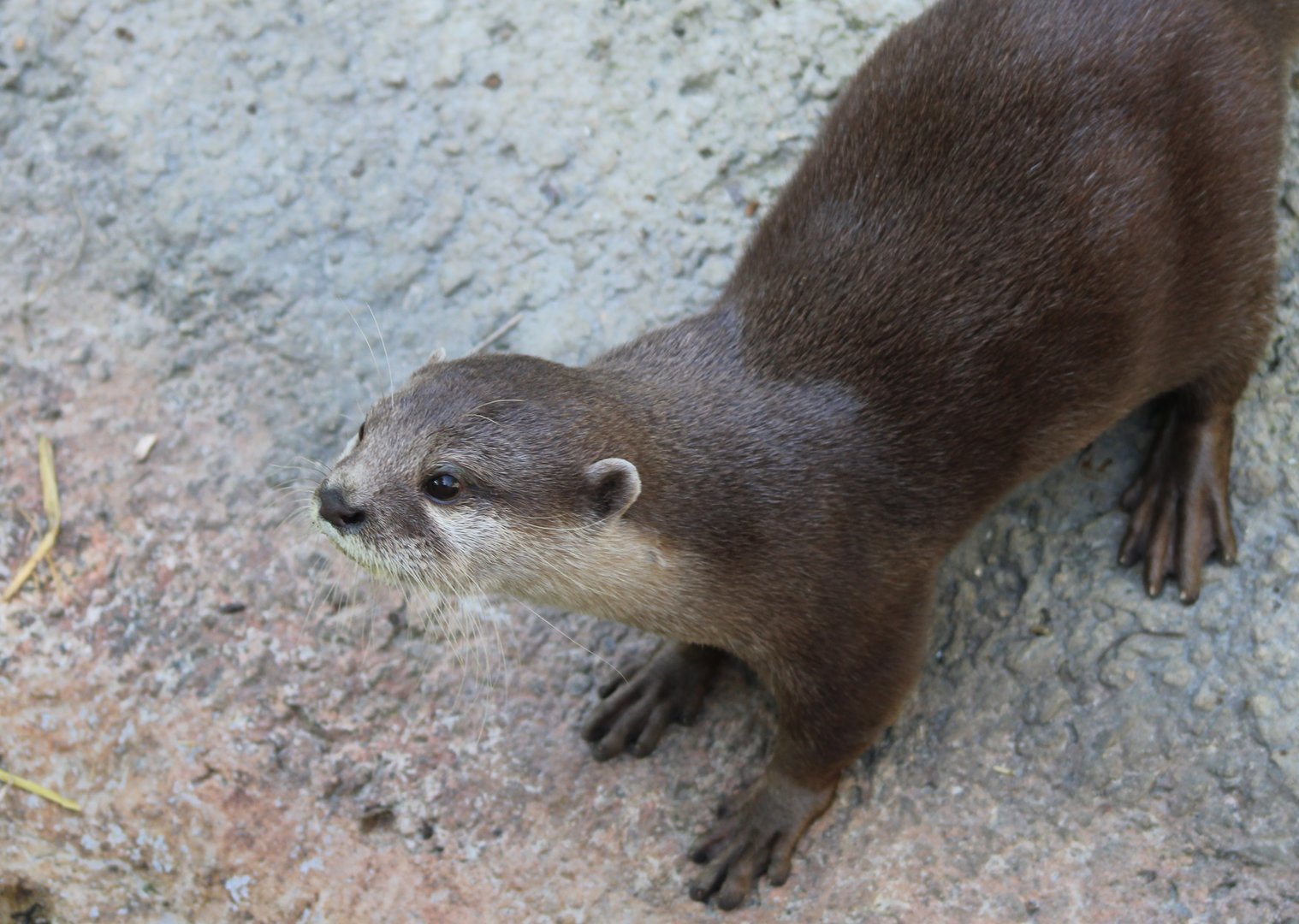 Asian small-clawed otter