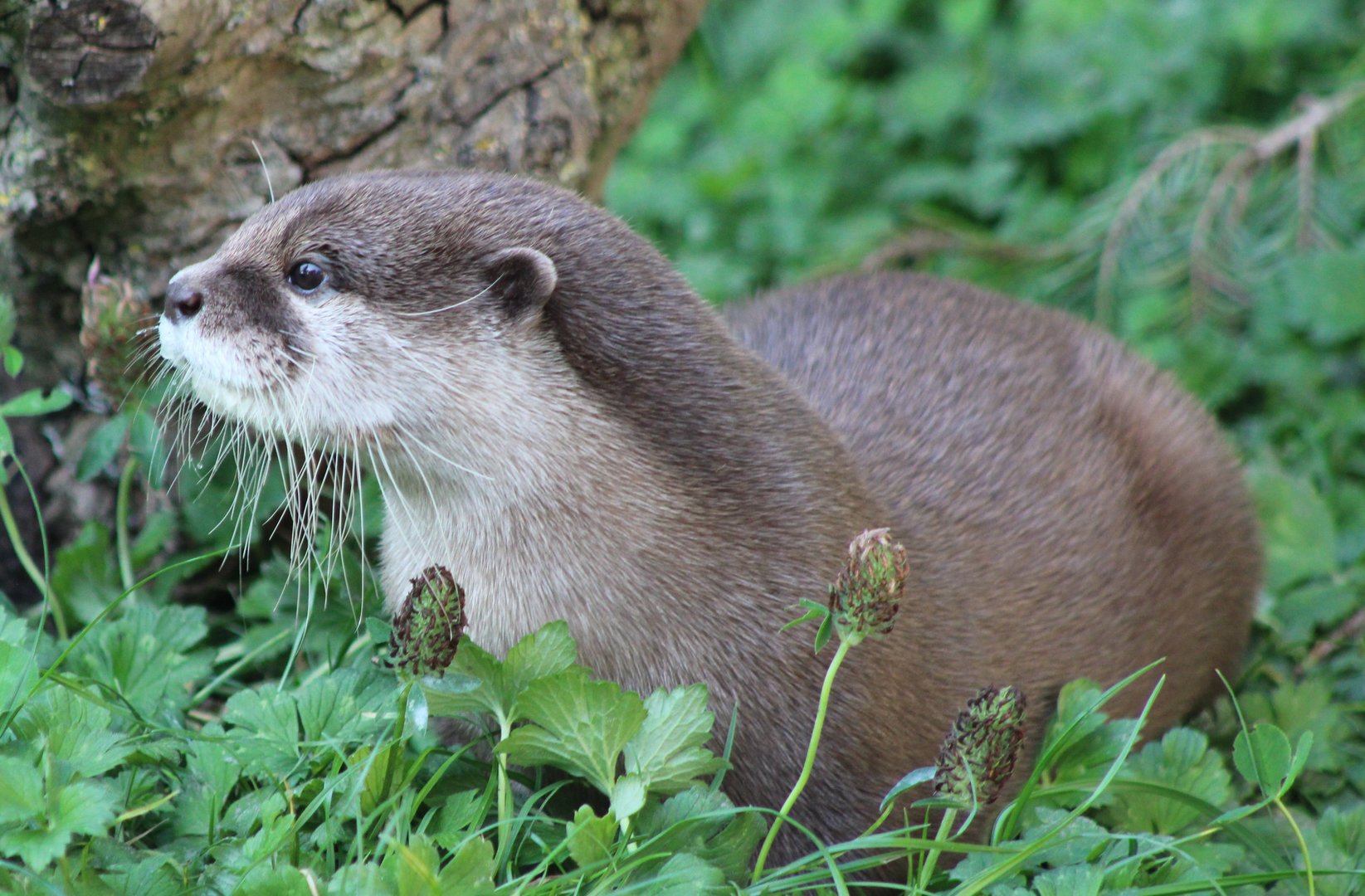 Asian small-clawed otter