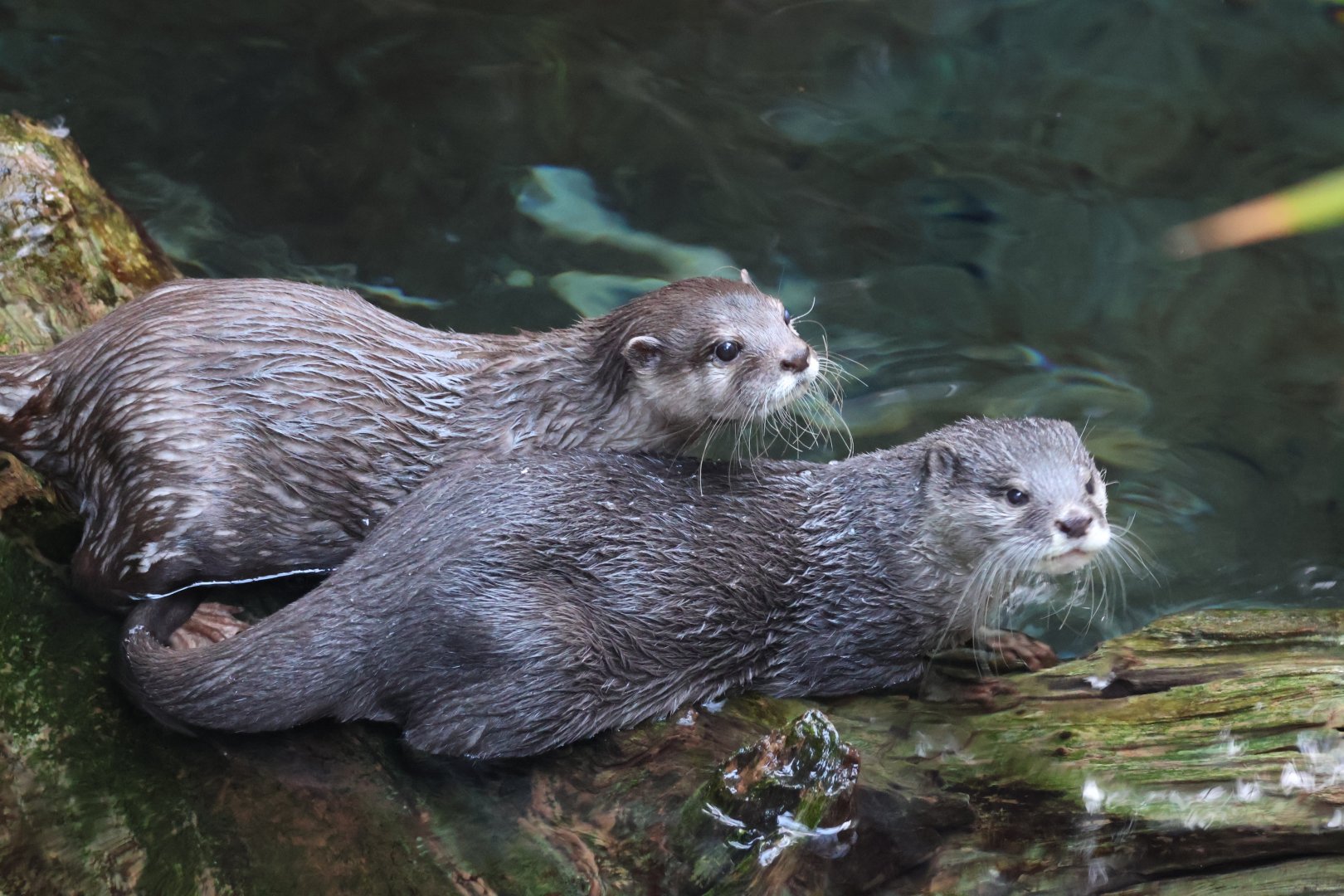 Asian Small Clawed Otter