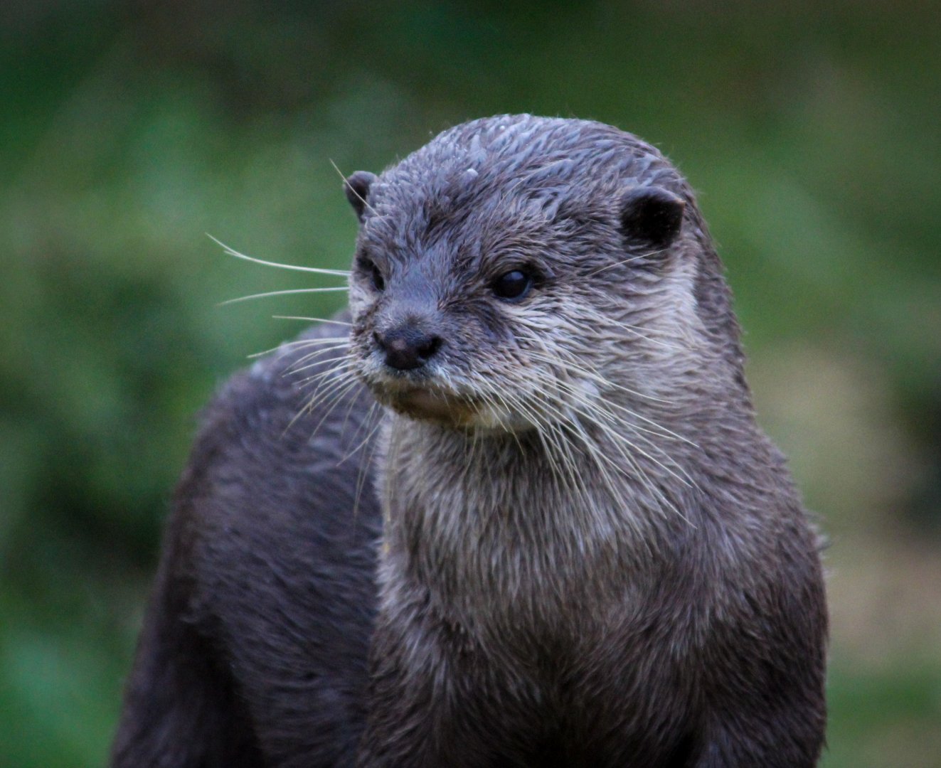 Asian Small-clawed Otter