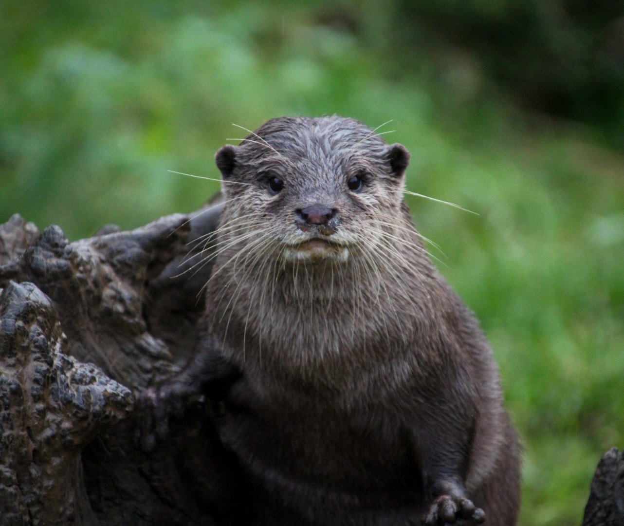 Asian Small-clawed Otter