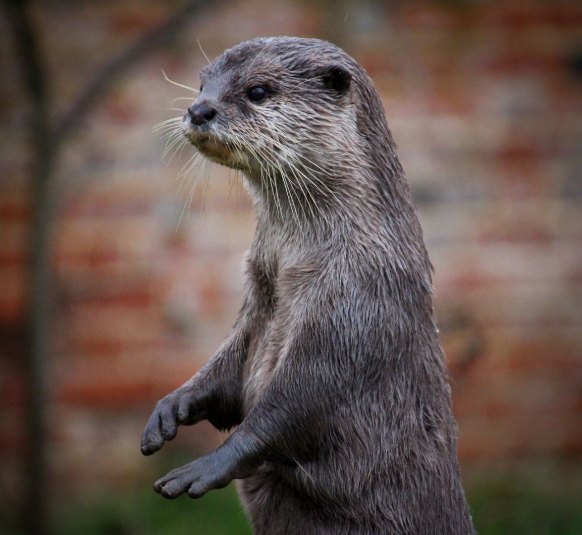 Asian Small-clawed Otter