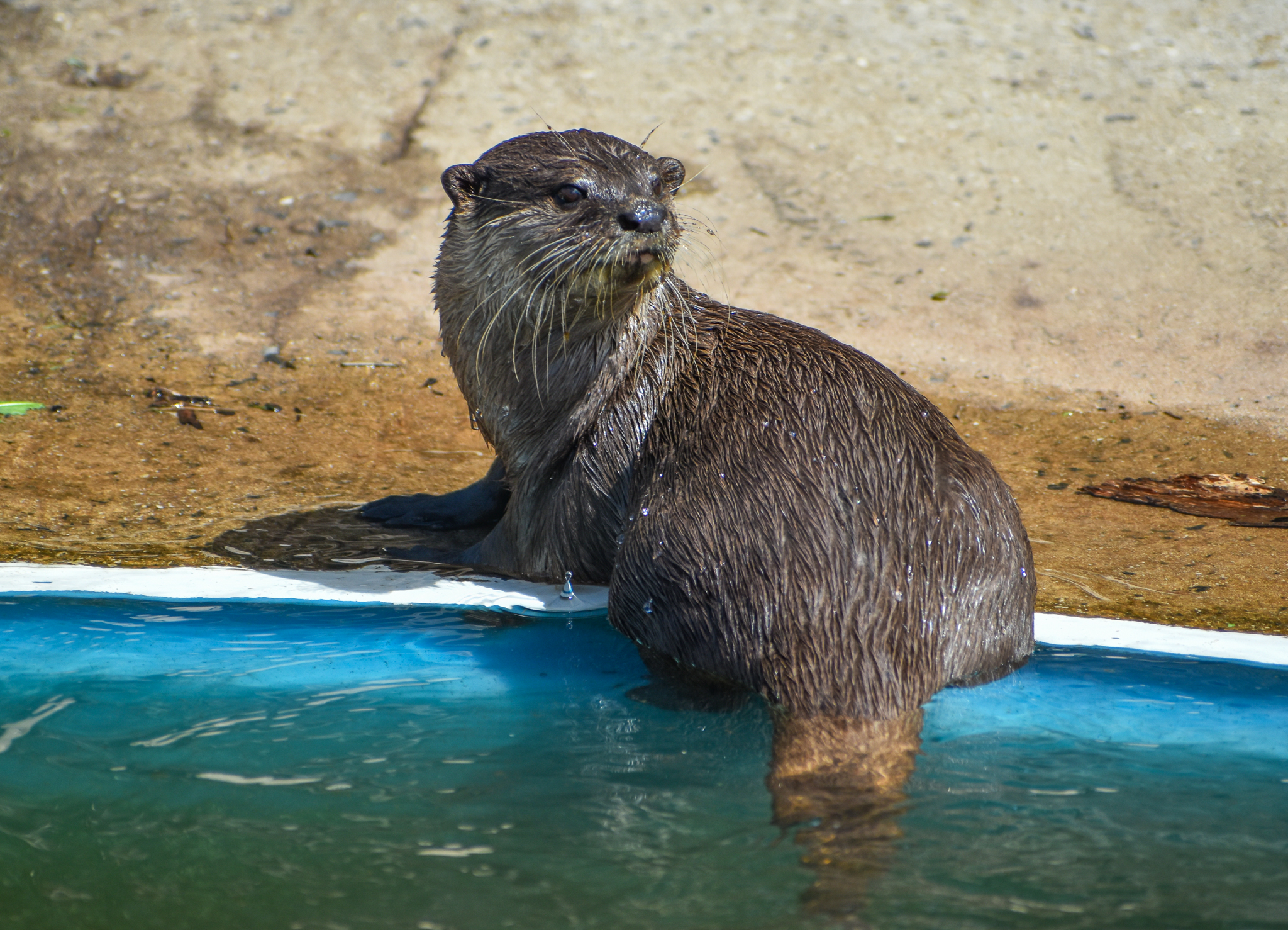 Asian Small-clawed Otter