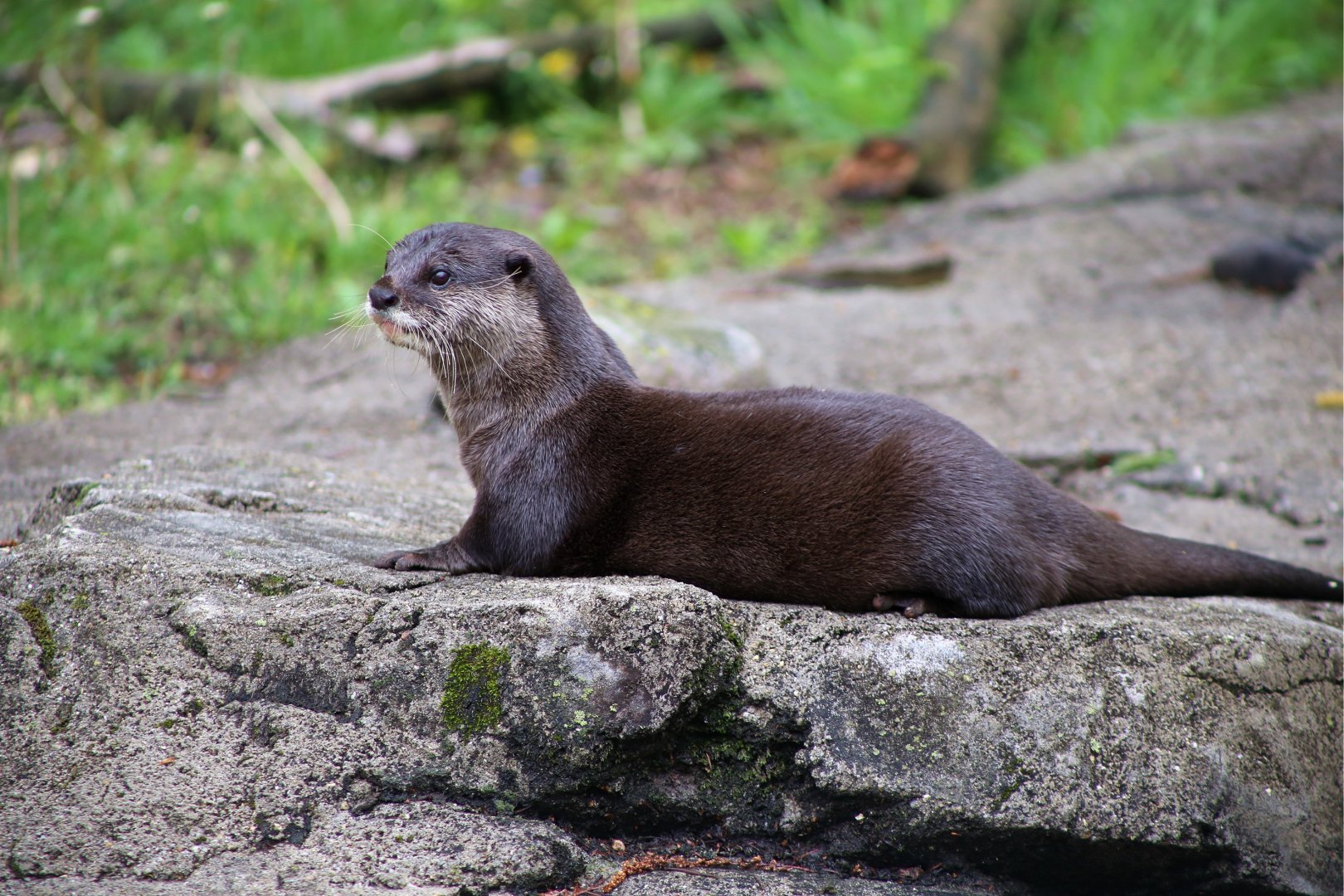 Asian Small-clawed Otter