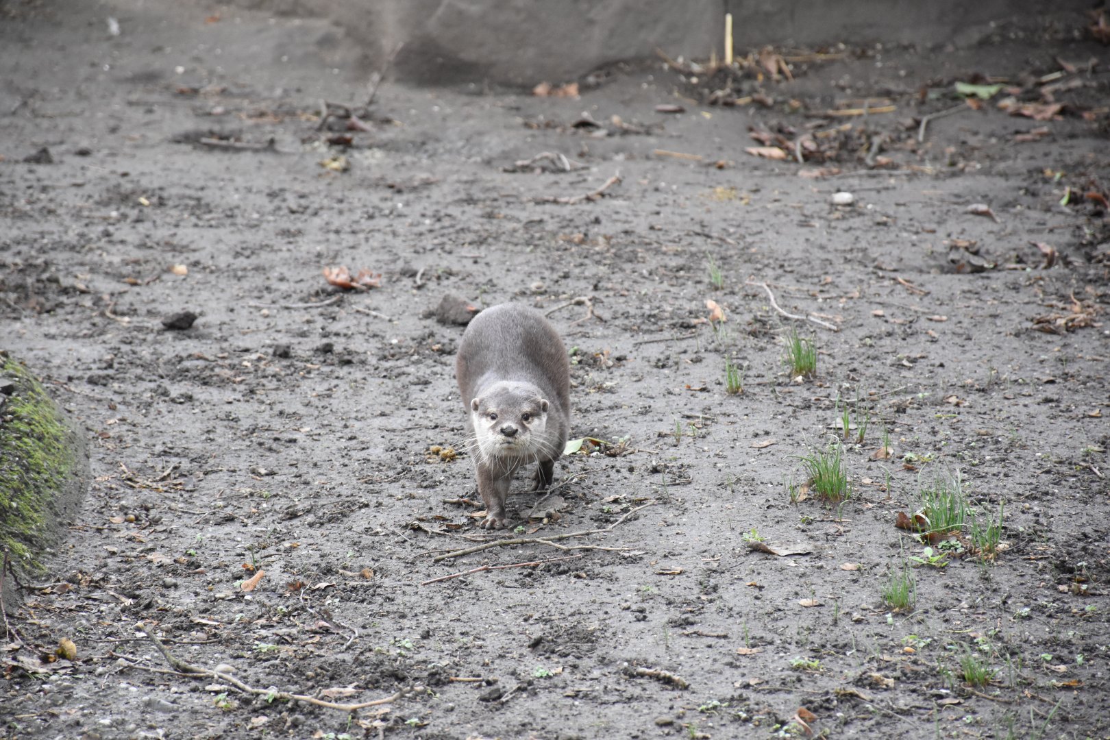Asian small-clawed otter
