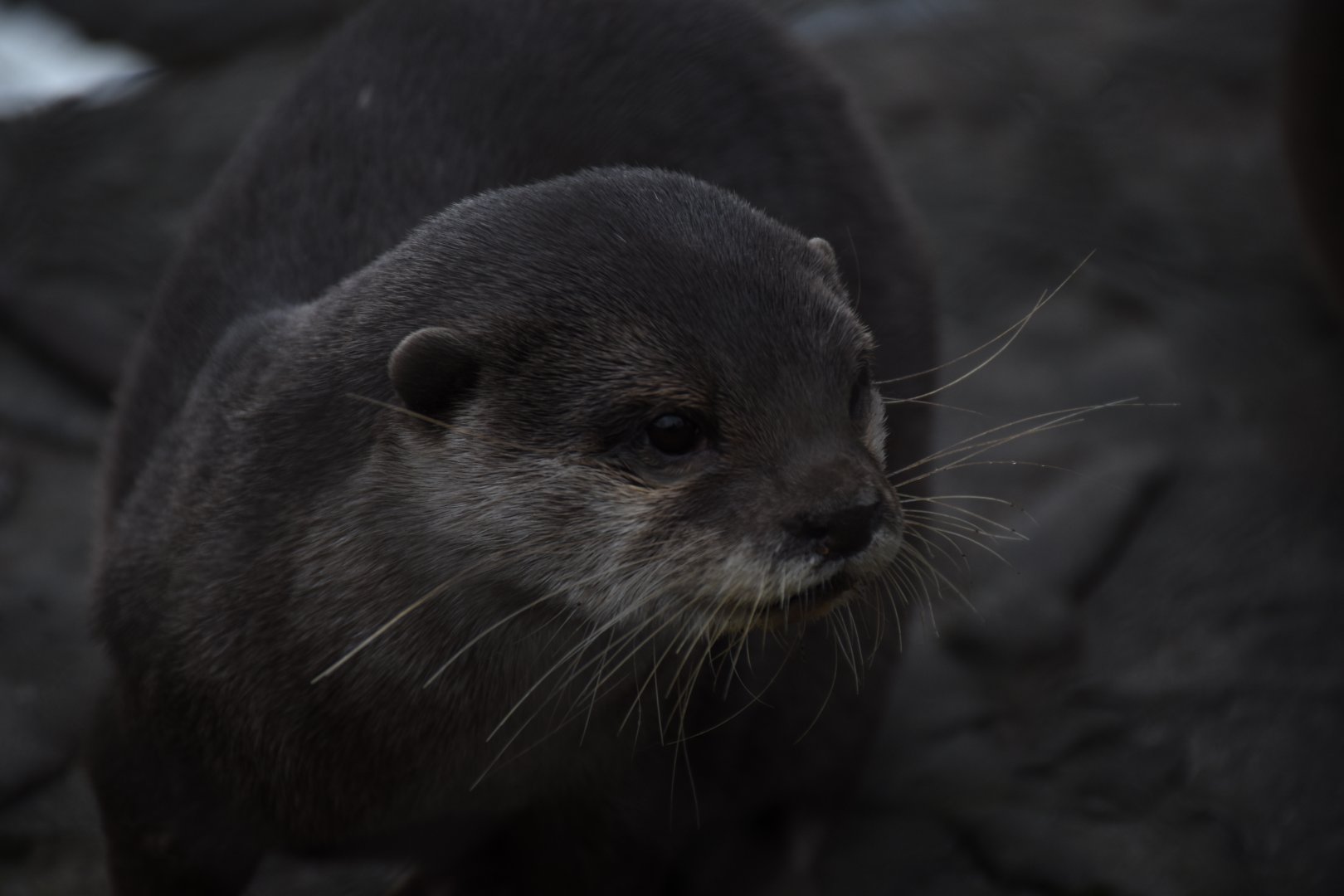 Asian small-clawed otter