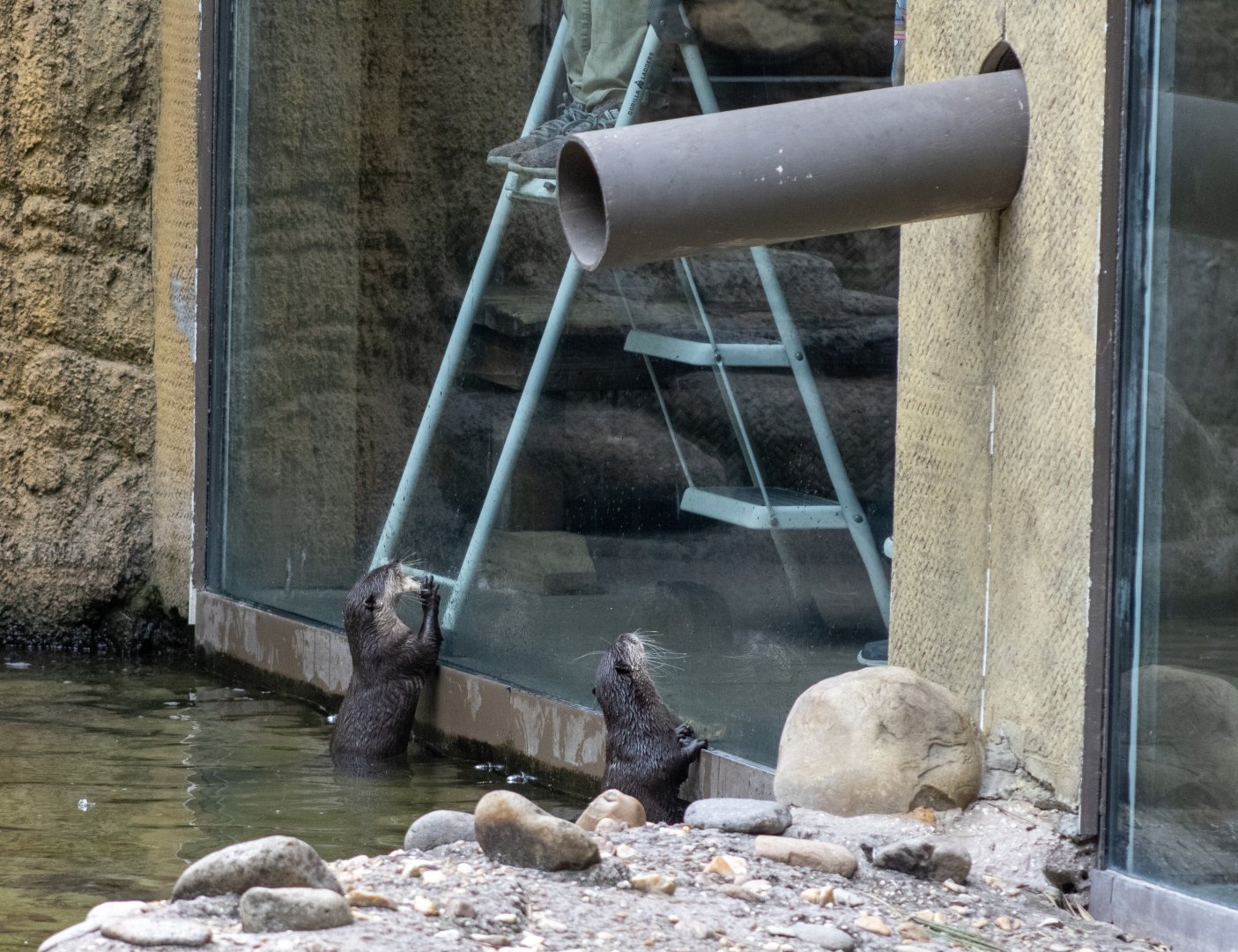 Asian Small-clawed Otter