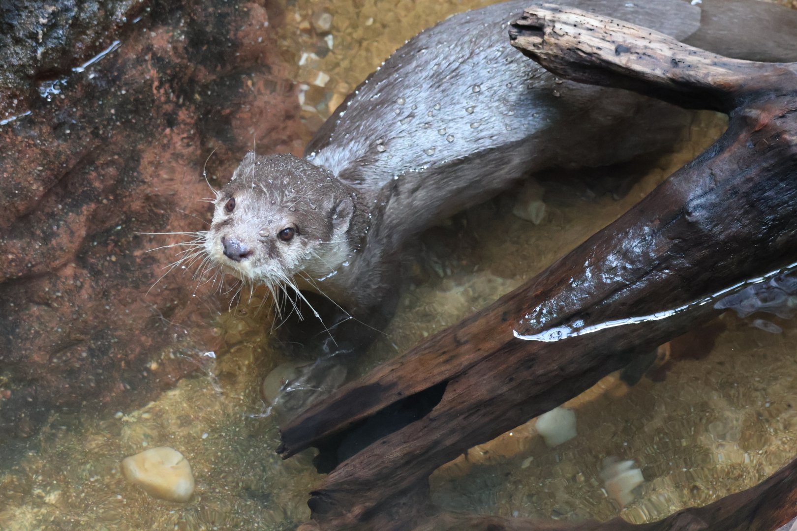 Asian Small Clawed Otter