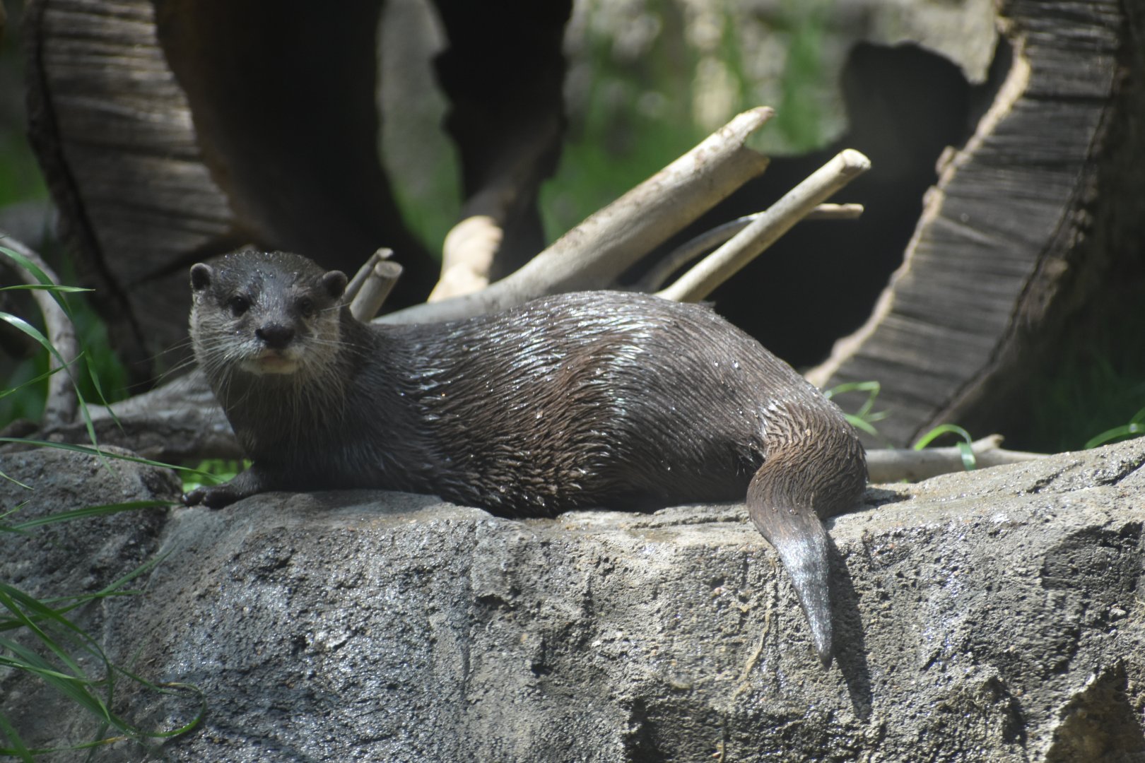 Asian Small-clawed Otter