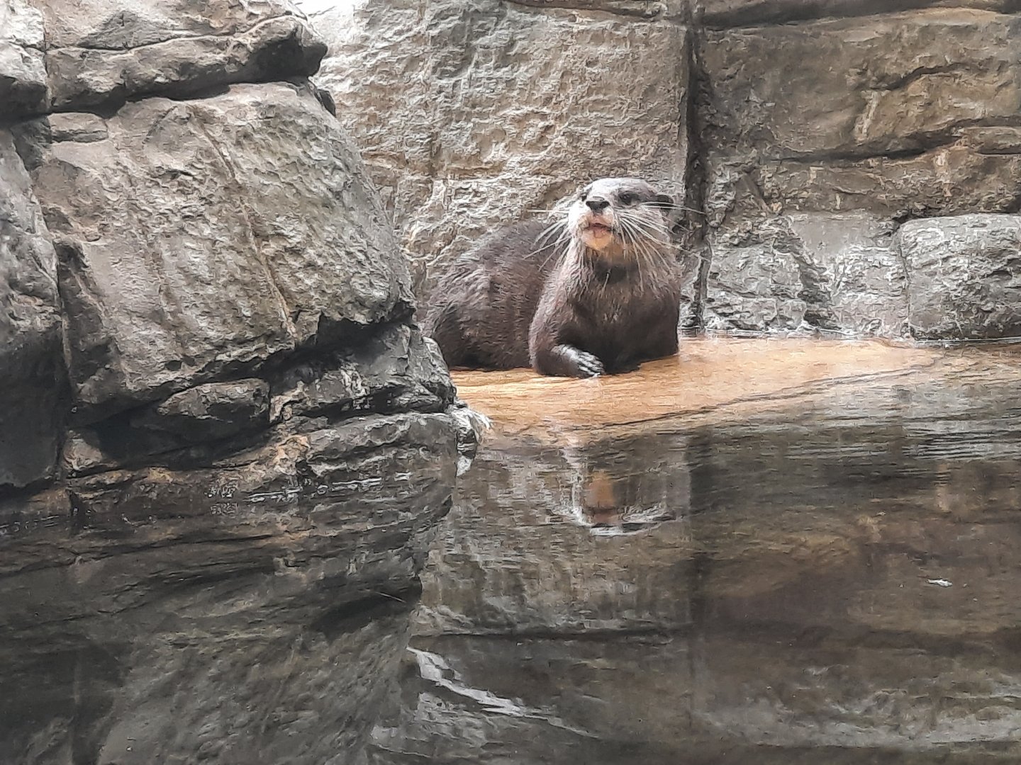 Asian Small Clawed Otter
