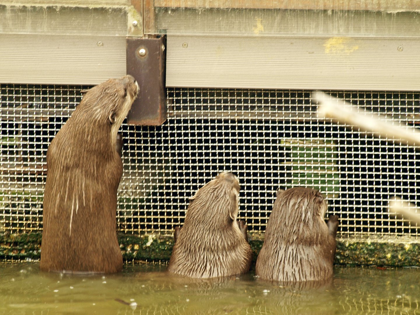 Asian small-clawed otter