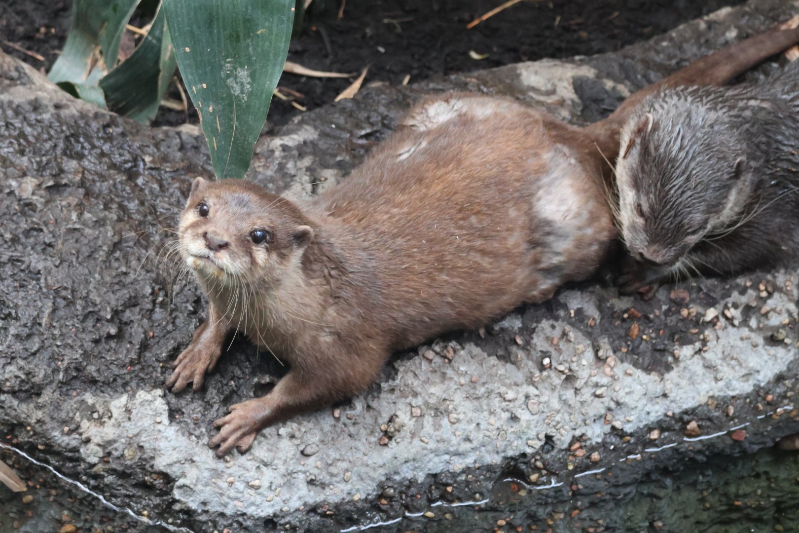 Asian Small Clawed Otter