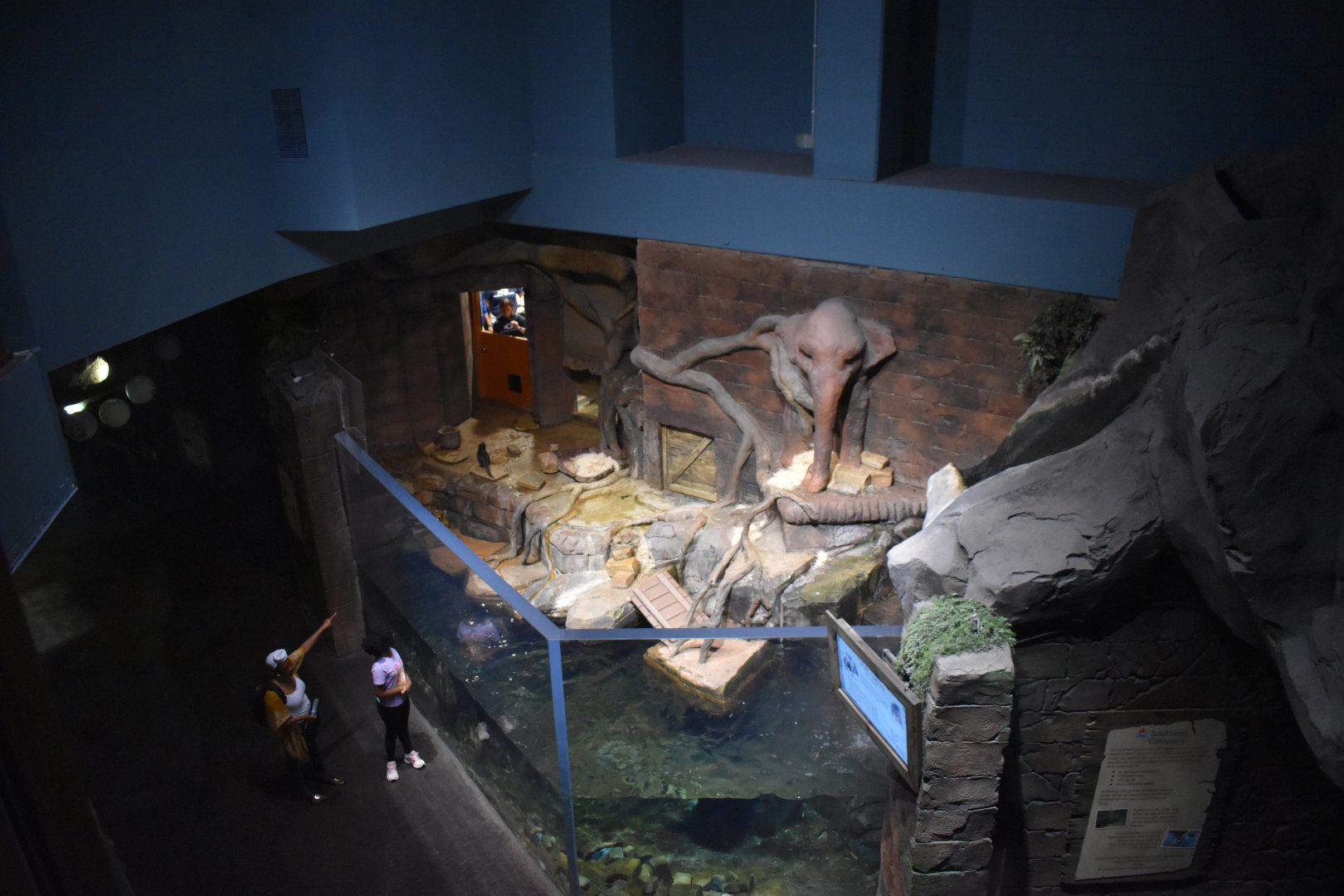 Asian Small Clawed Otter